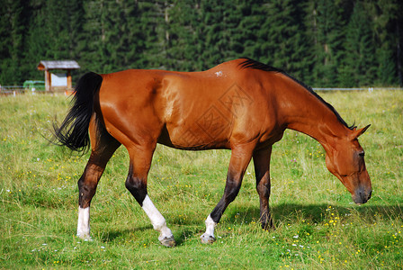 在意大利瓦尔维斯登德自由马匹白色的宠物运动高清图片