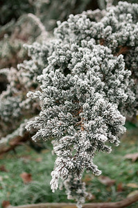 植物Fir树枝上的霜冬季现场节森林图片