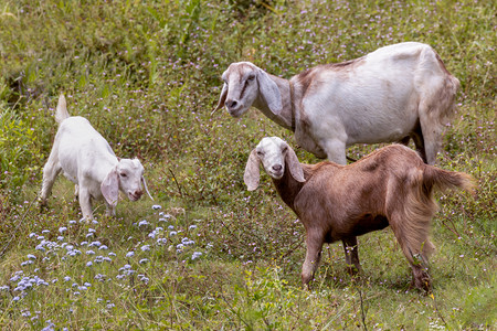 花印度喀拉邦的家养山羊驯化天图片