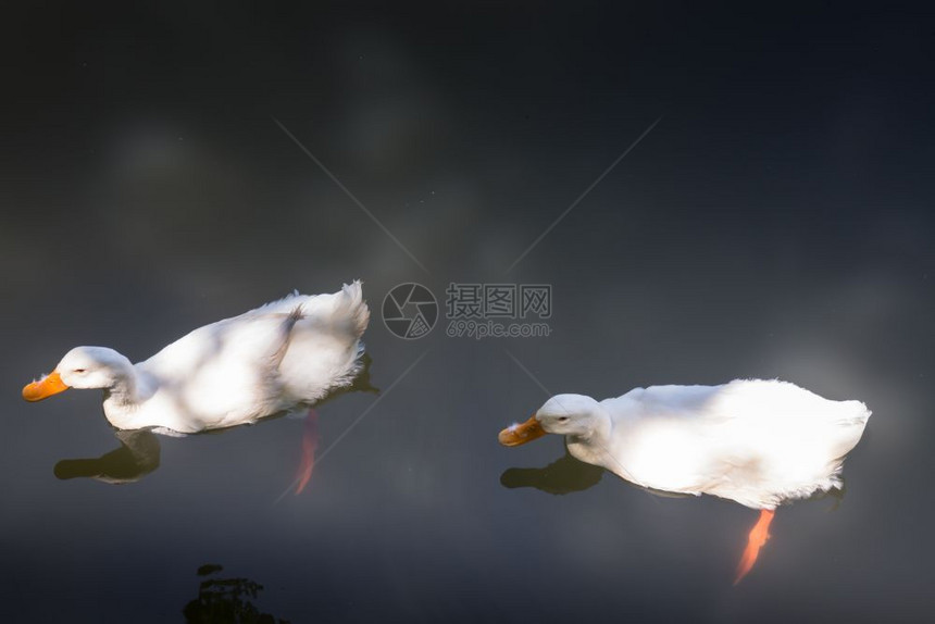 双鹅在湖中游泳股票照片白色的双胞胎游泳图片