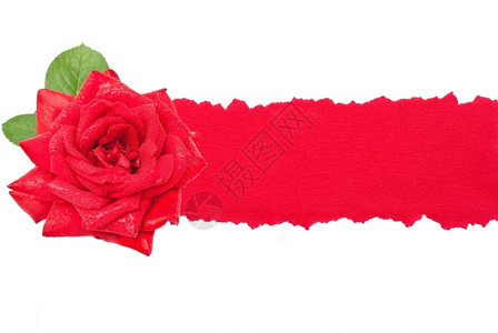 奢华红色的玫瑰和撕破纸礼物背景图片