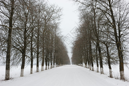 季节寒冷的白雪皑冬季日覆盖的农村道路和种植树木图片