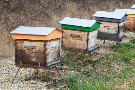 盒子花园中的木蜂殖民地花粉图片