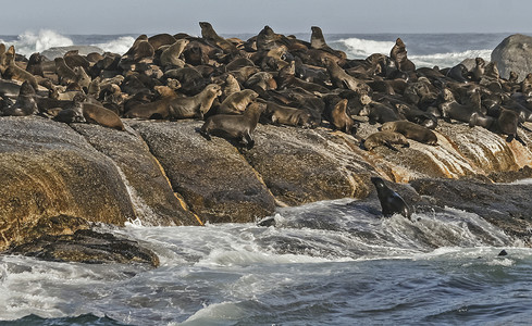 荒野从非洲南部海岸沿采集的豹洋和年轻的杜克瑞兰图片