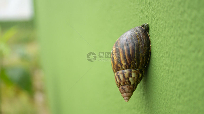 漏洞棕色的蜗牛特写视图黄色在花园中爬上绿色水泥墙背景不集中生物图片