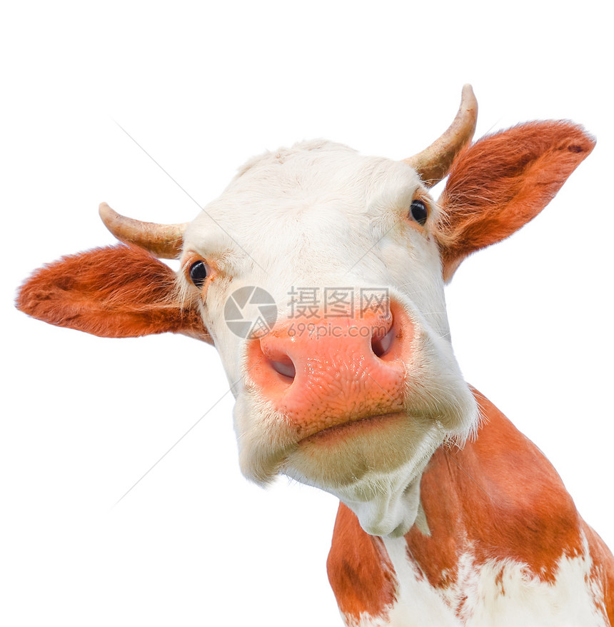 美丽的年轻红白小斑牛被孤立在白色的灰地上奇特的红牛被孤立在白色的黑红母牛喇叭生活目的图片