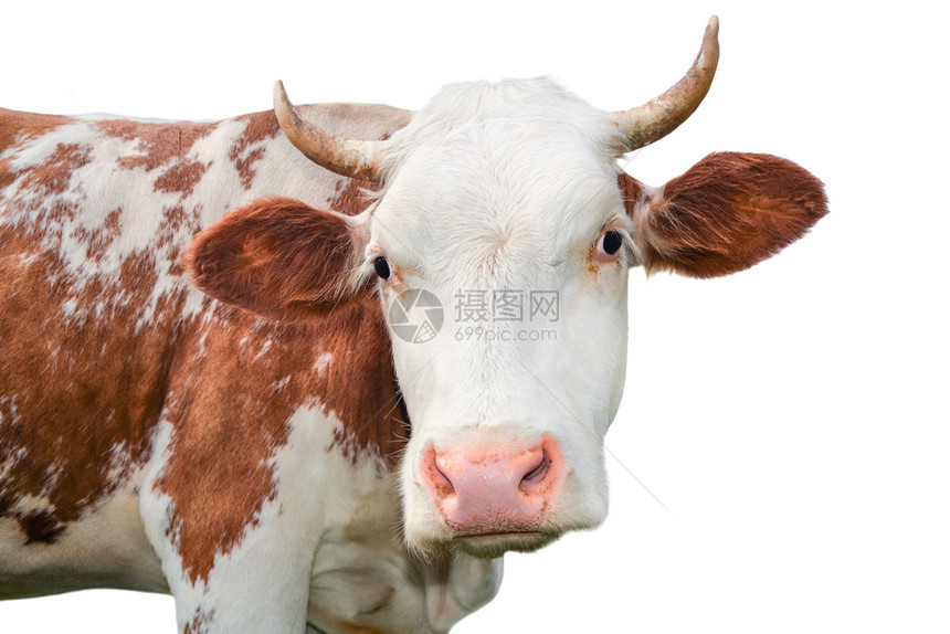 美丽的年轻红白小斑牛被孤立在白色的灰地上奇特的红牛被孤立在白色的黑红母牛常设手图片