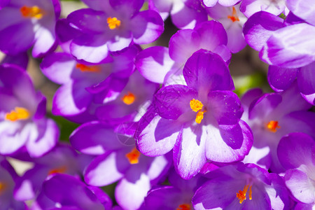 树叶紫罗兰色番红花紫罗兰色番红花盛开在春暖的季节绽放紫色图片