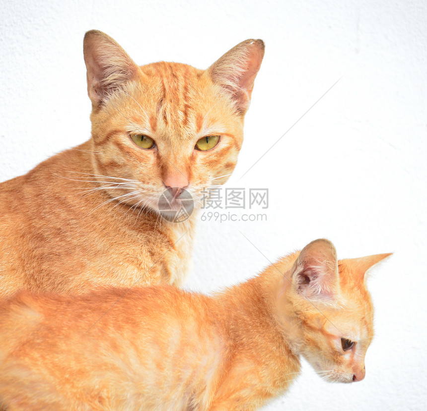 模糊玩柔软的黄色小猫和妈孤立图片