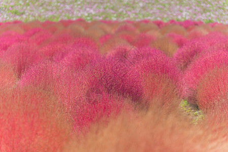 秋天粉红色的草地地肤草高清图片