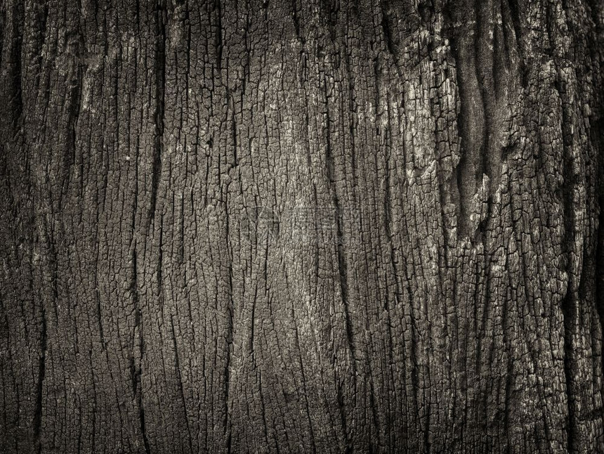 植物暗棕皮的近身干燥纹质地代表底的乌作为树晒干图片