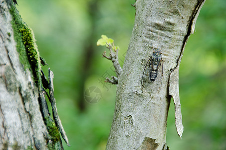 Cicada坐在树上唱歌声学翅膀害虫图片