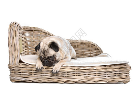 普格在豪华的床铺上帕格在白色背景面前的豪华床上浅褐色的家具狗图片