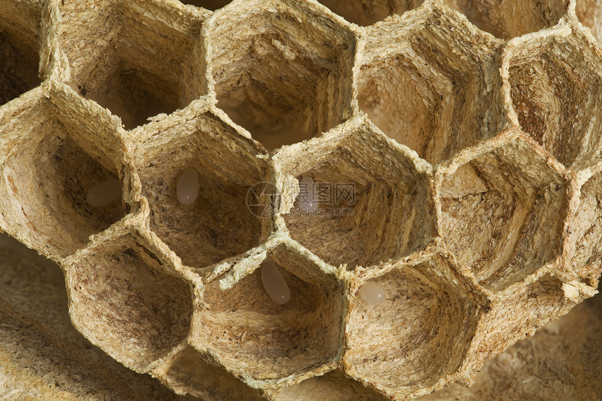 LarvaeInside的欧洲黄蜂巢详情窝昆虫起义图片