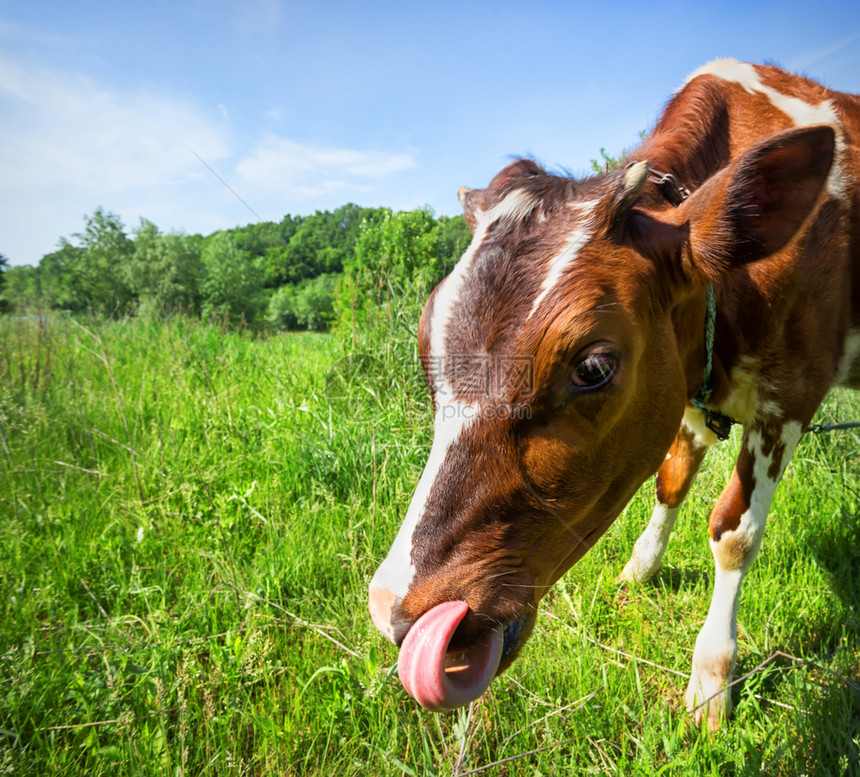 动物天空牛用舌头在草原上吃着棕牛在青草地的夏日风景上牛用舌头在牧场里有趣的图片
