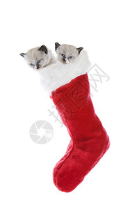 两只纯种小猫雪鞋林克斯点的山羊穿着圣诞丝袜猫科动物宠蓝色的圣诞节高清图片素材