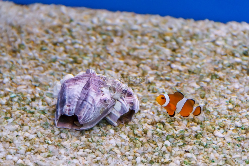 一个小丑鱼游在海贝壳附近水族馆底野生动物两分子有条纹的图片
