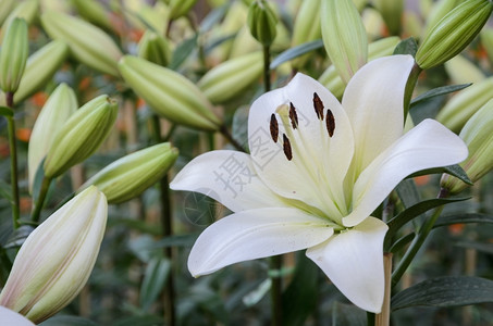 美丽的盛开花瓣园中的白亚洲百合花图片