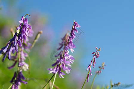 精美的紫色蓝天背脊上野生花朵植物高清图片