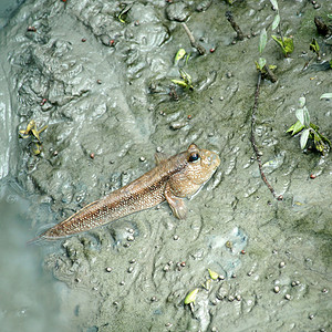 鱼泥脊椎动物自然红树林中的泥层或两栖鱼类生活背景