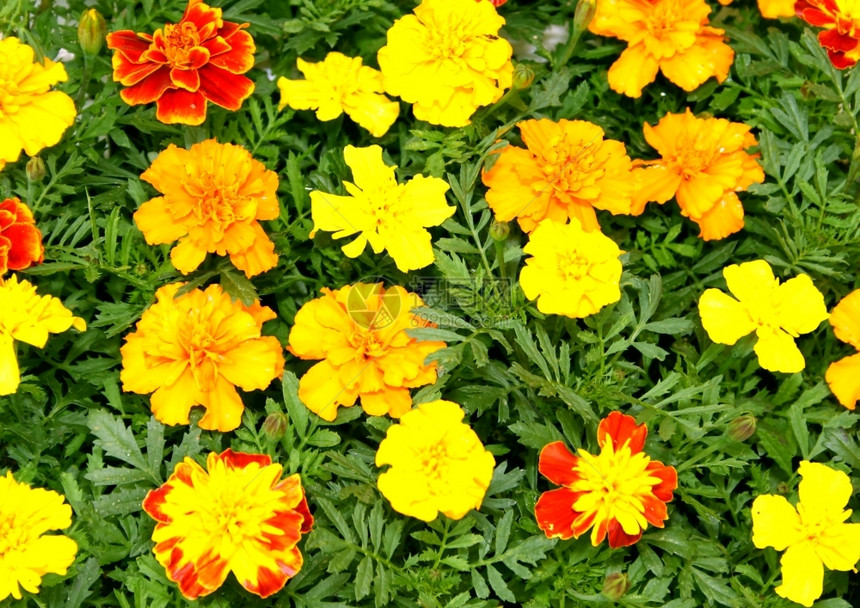 花瓣春天明亮的黄红和橙花图片子图片