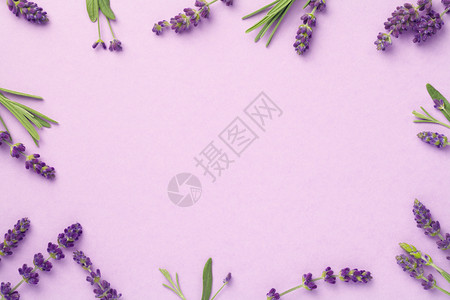 夏天平坦的粉红背景紫色花朵复制太空间草本植物图片