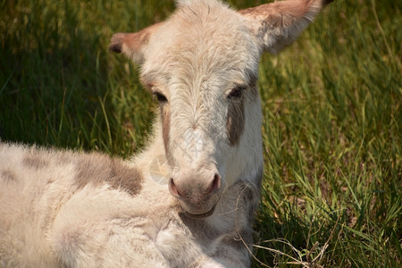 南美洲驴甜的白色小驴子耳朵被钉在背上婴儿小马图片