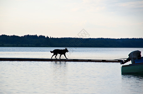 小狗森林景观俄罗斯阿尔汉格克地区码头的基诺泽罗湖狗图片
