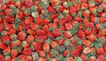 苦的水果有机农场新鲜草莓丰收量堆积美味的图片