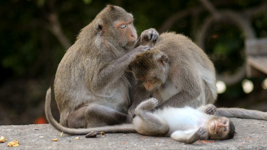 野生动物猴子猿猴高清图片素材