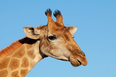 长颈鹿自然高清图片素材