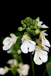 盛开泽泻热带白地兰花卡特阿利斯米奥亚土著种陆地兰花图片