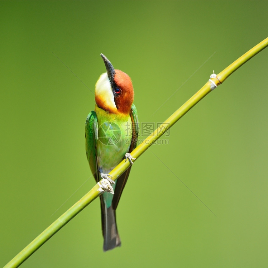 多彩的鸟儿栗子头蜜蜂猎食者梅罗普斯雷切诺提站在树枝上莱舍瑙蒂食蜂鸟分支图片