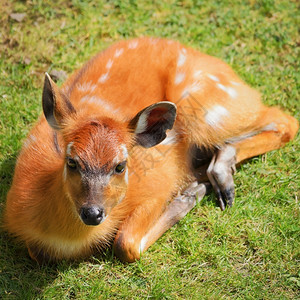 说谎躺在绿色草地上的小鹿动物群图片