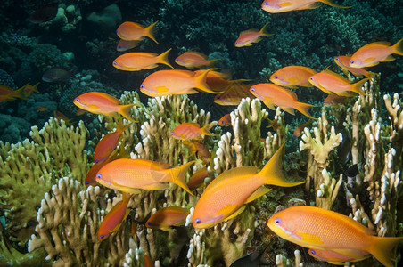 丰富多彩的水下潜安提亚鱼在红海中游动珊瑚和蓝水高清图片