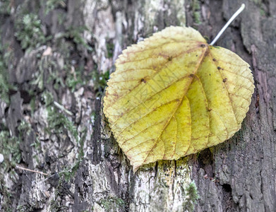 接缝苔藓一片叶子从棵树上掉下来落在树的皮上和平略为超真实的印象吠背景图片