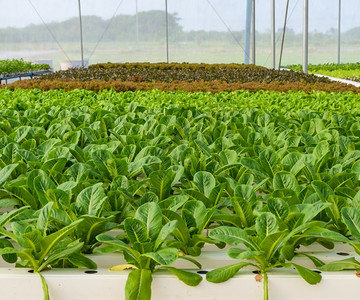 大棚里种植的青菜图片