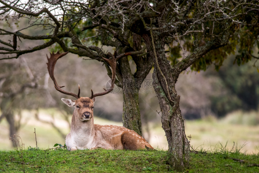 森林中休息的鹿图片