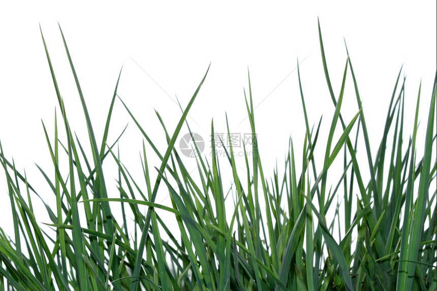 草本植物白底的青绿草被孤立于白底作品各种样的图片