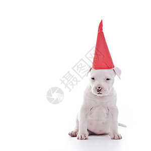 美国人职员出身的美国斯塔福德郡戴红色党帽的狗坐着背景图片