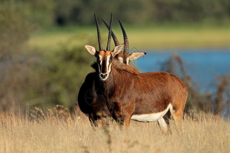 南非自然栖息地濒危的雌羚羊海马托波拉戈斯尼格尔警惕动物哺乳图片