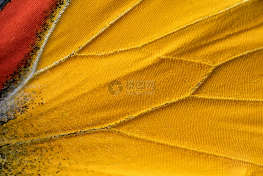 以纹理背景模式关闭红蝴蝶和黄翅膀的宏质地动物自然图片