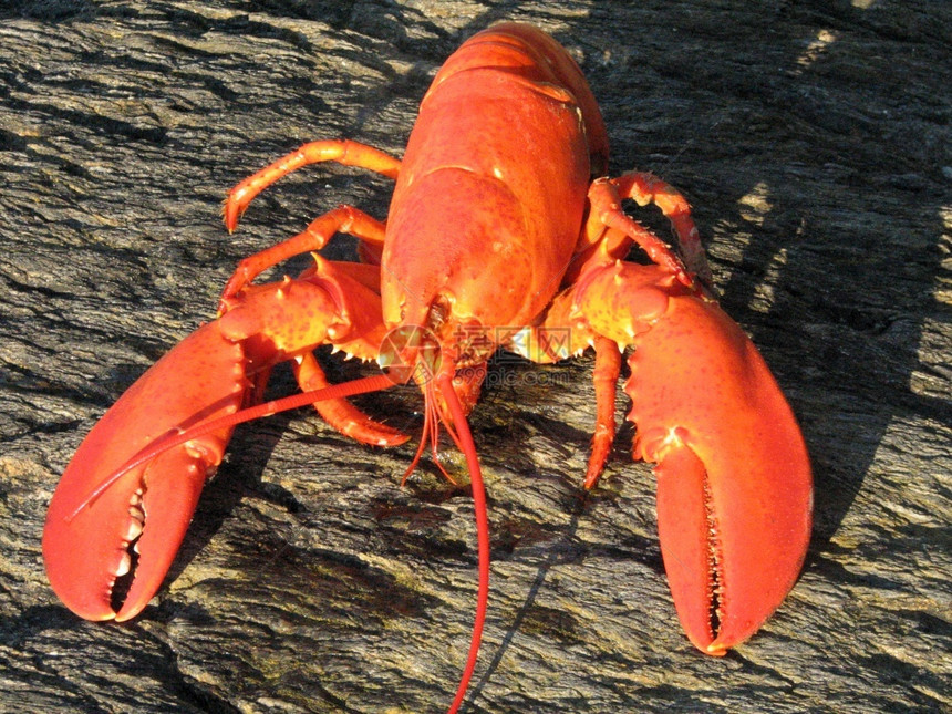 食物红煮的缅因州龙虾在海滩上煮日历景观图片
