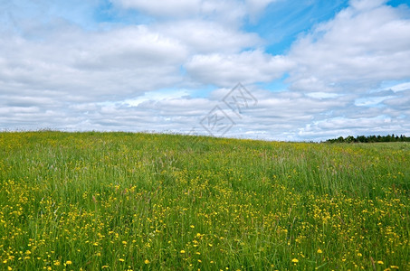 农业美丽的春天俄罗斯季草地与花朵阿卡安格尔斯克地区俄罗北部图片