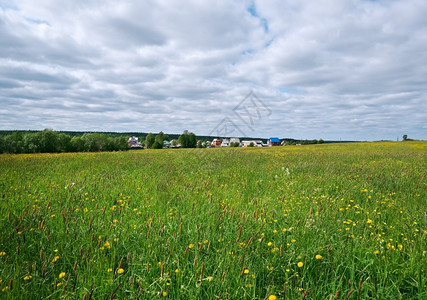 春天农业俄罗斯季草地与花朵阿卡安格尔斯克地区俄罗北部语图片