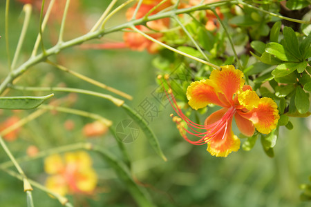 花朵自然波因西亚纳王室绿色背景图片