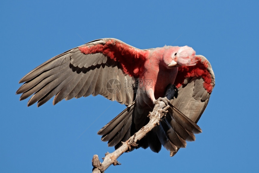 鸟羽毛澳大利亚北部领土Kakadu公园澳大利亚北部地区卡杜公园蔷薇属图片
