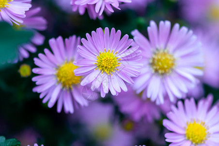 美丽的紫色雏菊高清图片