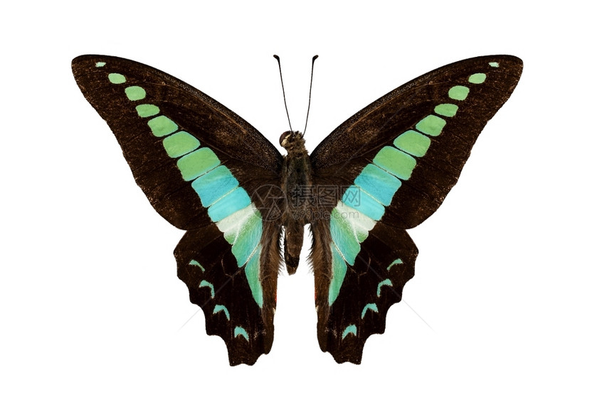 翅膀蝴蝶物种Graphiumsarpedon蝴蝶物种孤立在白色背景印度尼西亚天线图片