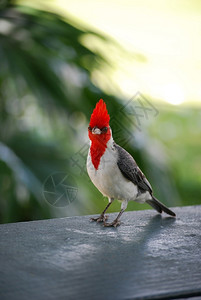红冠旗天羽鸟站在一条黑铁栏杆上红冠衣主教摄影荒野图片